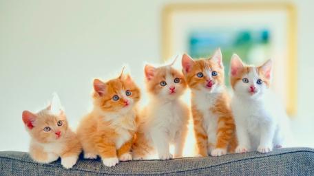 Adorable Kittens in a Row wallpaper