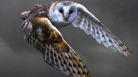 Majestic Barn Owl in Flight wallpaper