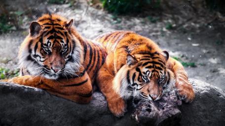 Majestic Tigers Resting Together wallpaper
