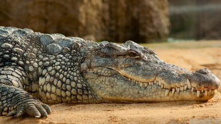 Majestic Crocodile Relaxing in the Sun wallpaper