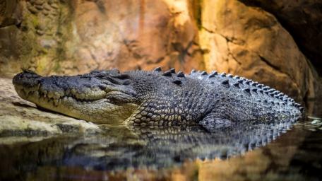 Crocodile Resting in Serene Waters wallpaper