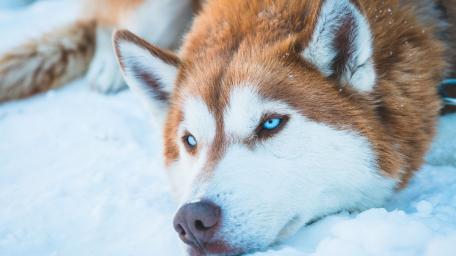 Gentle Husky Resting in Snowy Wonderland wallpaper