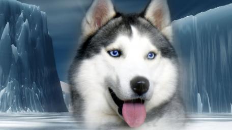 Siberian Husky in Icy Wonderland wallpaper