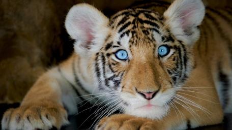 Playful Tiger Cub with Striking Blue Eyes wallpaper