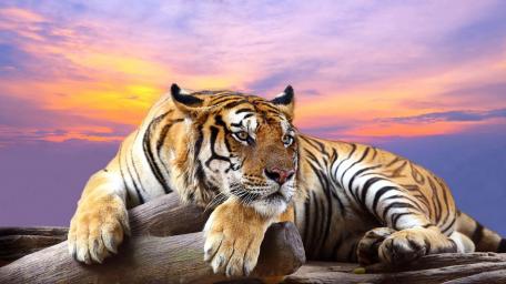 Majestic Tiger at Dawn wallpaper
