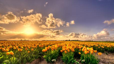 Golden Tulip Oasis at Sunset wallpaper