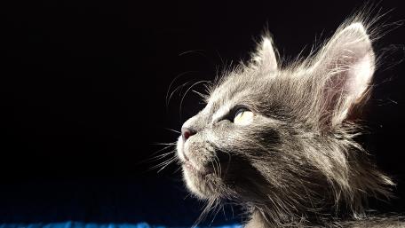 Whiskers Illuminated Serenity wallpaper