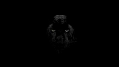 Mystery of the Black Panther wallpaper