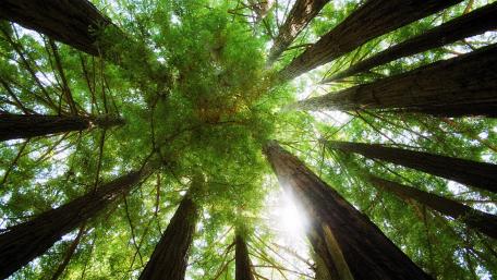 Majestic Canopy of Sunlit Trees wallpaper