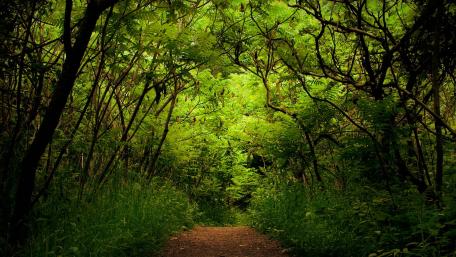 Serene Journey Through Lush Greenery wallpaper