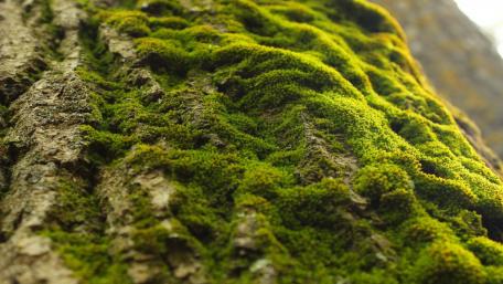 Verdant Embrace of Nature's Mossy Canvas wallpaper