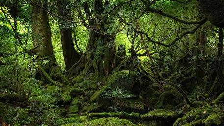 Mysterious Mossy Forest Enchantment wallpaper