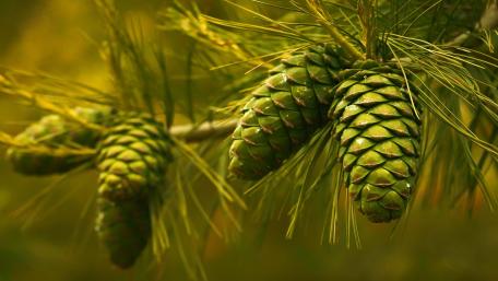 Lush Green Cones in Nature's Grandeur wallpaper