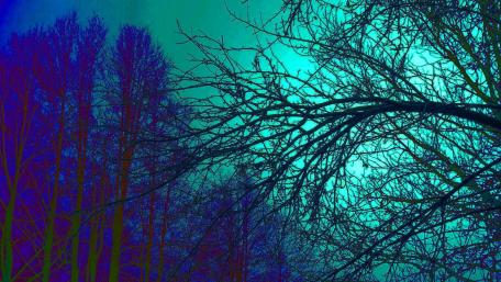 Trippy trees wallpaper