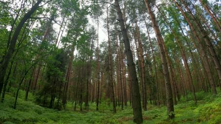 Poland nature wallpaper