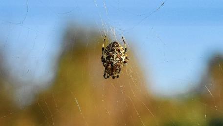 Spider wallpaper