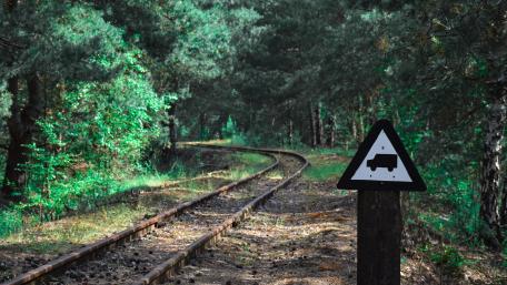 Serene Railway Through Lush Woodland wallpaper