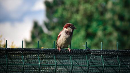 Charming Sparrow on a Fence wallpaper