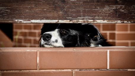 Curious Dog Peeking Through Fence wallpaper