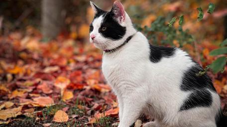 Autumn Cat Surrounded by Colorful Leaves wallpaper