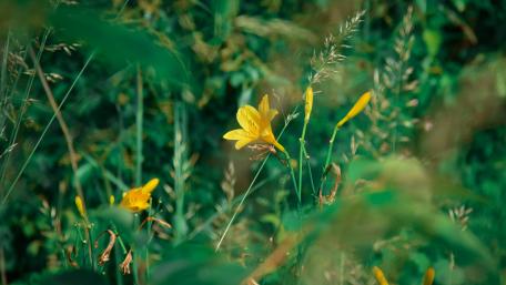 Golden Blossoms in a Lush Meadow wallpaper