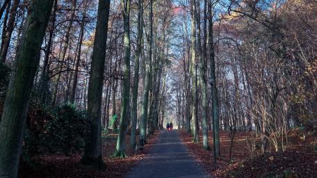 Serene Forest Pathway Amidst Tall Trees Journeying Through Nature's Beauty Awaits wallpaper