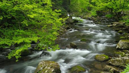 Lush Forest Serenity with Flowing River wallpaper
