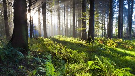 Sunlit Fern Forest Morning Glow wallpaper