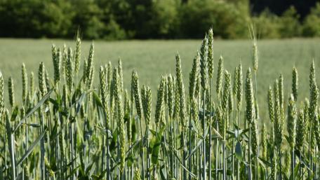 Verdant Fields of Barley and Grain Landscape wallpaper