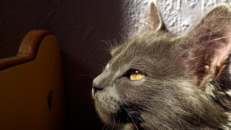 Majestic Feline in Sunlight wallpaper