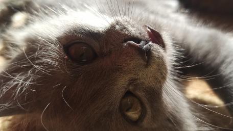 Charming Gray Cat in Serene Pose wallpaper