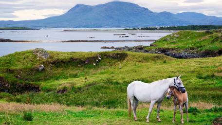 Serene Horses in a Beautiful Landscape wallpaper