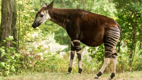 Majestic Okapi in Natural Habitat wallpaper