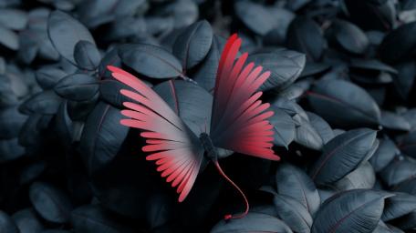 Butterfly in Enchanted Forest wallpaper
