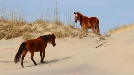 Wild Horses Roaming the Sandy Dunes wallpaper