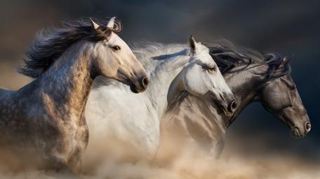 Galloping with Grace and Power wallpaper