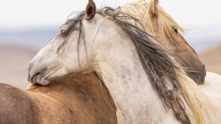 Wild Horses Embracing in Nature's Beauty wallpaper