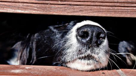 dog lovers wallpaper