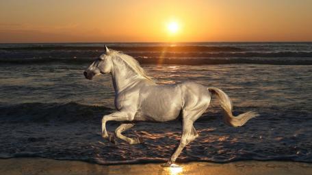 Majestic White Horse Running by the Sea at Sunset wallpaper