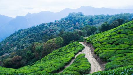 Serene Tea Garden Landscape wallpaper