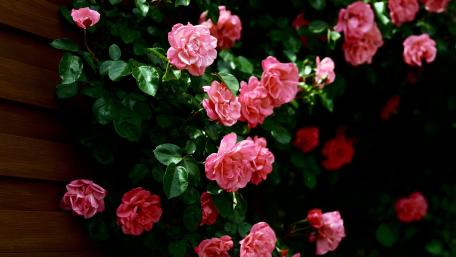 Pink Roses in Bloom wallpaper