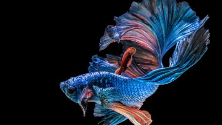 Betta wallpaper
