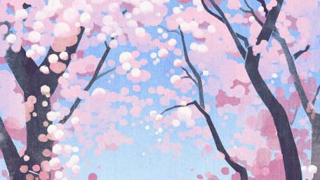 Springtime Sakura Bliss in Anime Style wallpaper