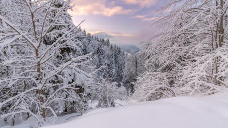 Serene Winter Wonderland in Snowy Forest View wallpaper