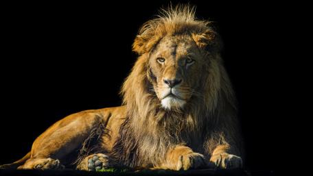 Majestic Lion Basking in Golden Light wallpaper