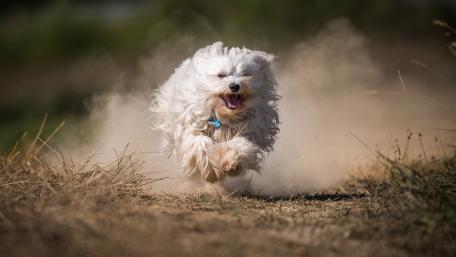 Happy Havanese Running in the Dusty Field wallpaper