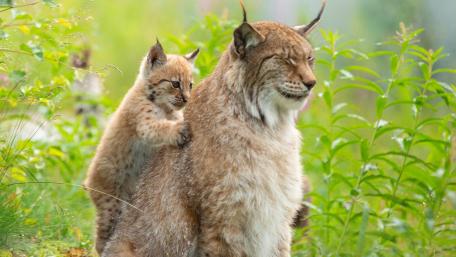 Lynx Duo in Serene Wilderness Scene wallpaper