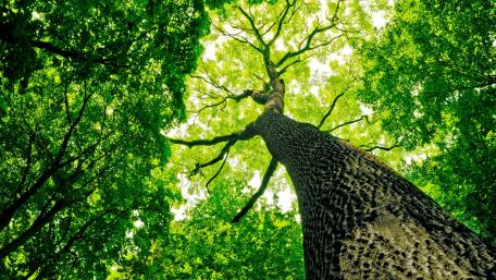 Majestic Tree Viewed from Below wallpaper