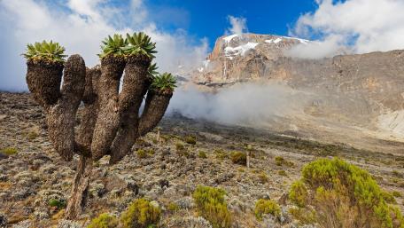 Mount Kilimanjaro wallpaper