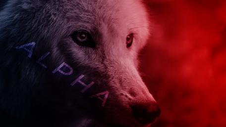 Majestic Alpha Wolf Wallpaper wallpaper